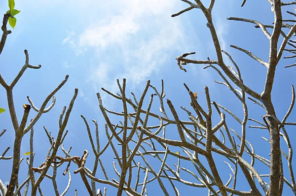 Tree branches with no leaves — Stock Photo, Image