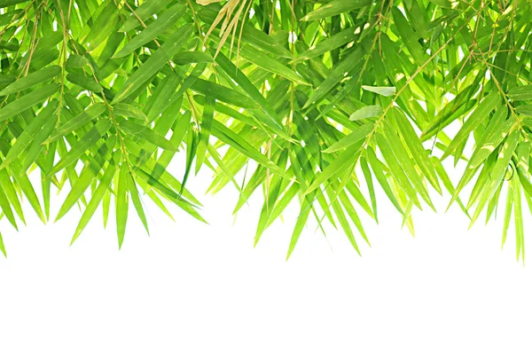 Bamboo leaf - border design — Stock Photo, Image