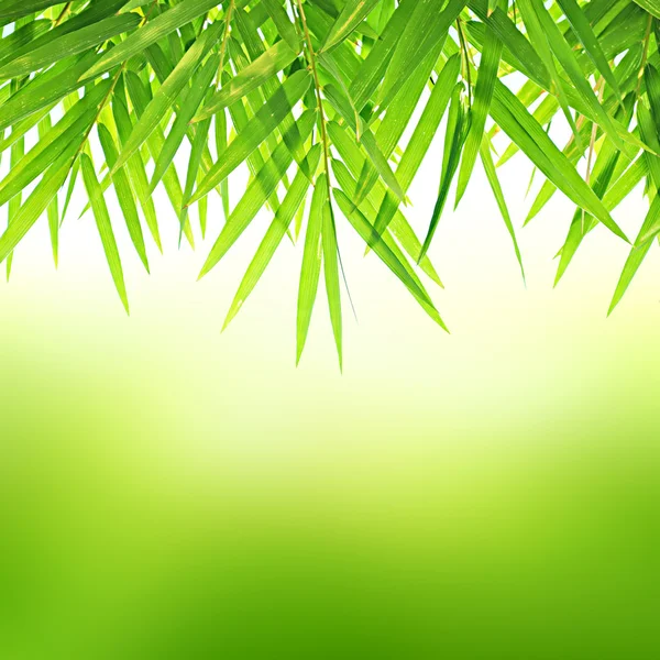Grön naturliga bakgrund — Stockfoto