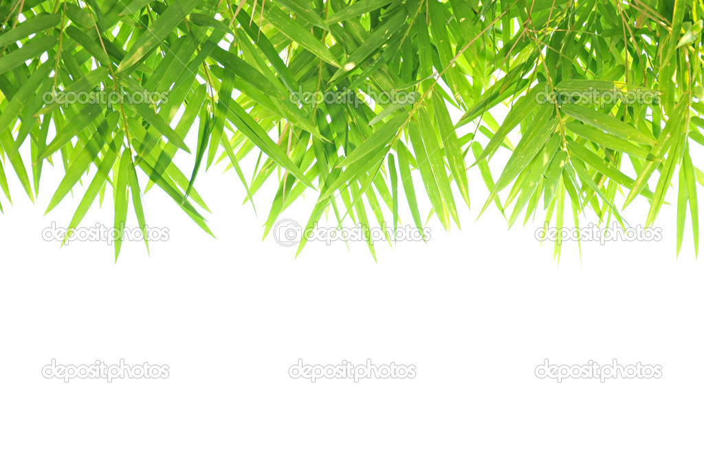 Bamboo leaf - border design