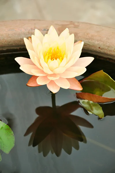 Lotusbloem of waterlily — Stockfoto