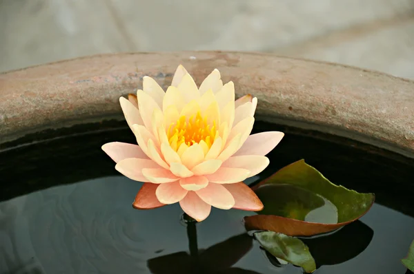 Lotusbloem of waterlily — Stockfoto