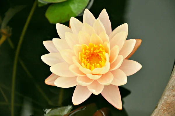 Lotusbloem of waterlily — Stockfoto