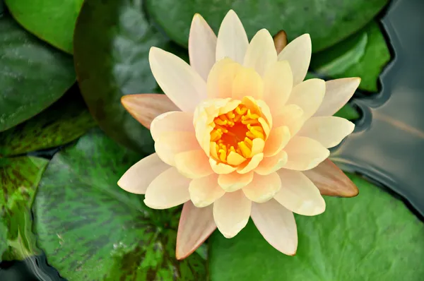 Lotusbloem of waterlily — Stockfoto