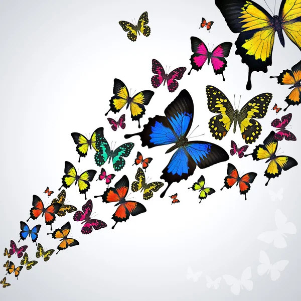 Colorful butterflies — Stock Photo, Image