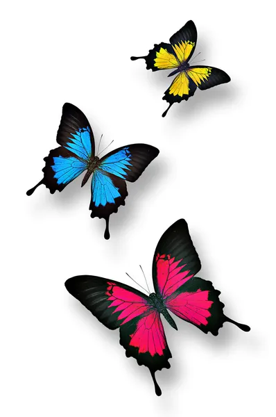 Mariposas coloridas — Foto de Stock