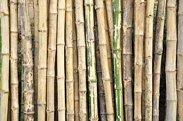 Стебли сухого бамбука — стоковое фото