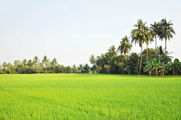 Campo de arroz verde —  Fotos de Stock