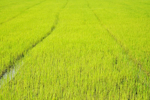 Plántulas verdes de arroz en el campo —  Fotos de Stock