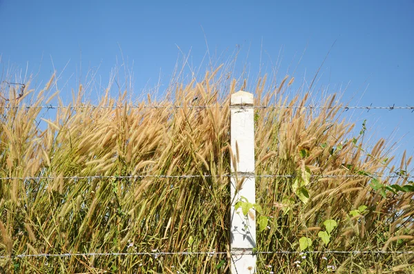 Grasses and weeds inside the barb wire fence — Stock Photo, Image
