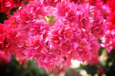 pembe Begonviller veya kağıt çiçek