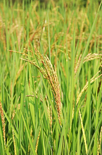 Orejas de arroz en el campo de arroz —  Fotos de Stock