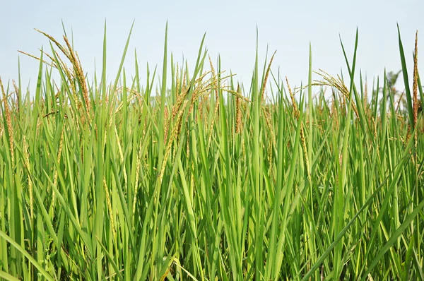 Campo de arroz verde con espigas de arroz —  Fotos de Stock