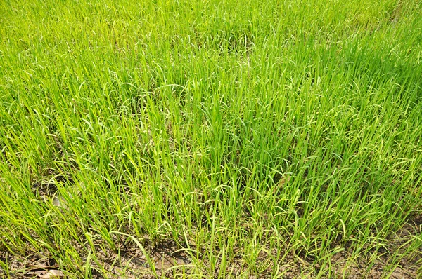 Plántulas verdes de arroz en el campo —  Fotos de Stock