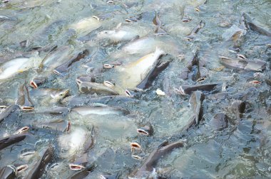 büyük beslenen kedi balığı sürüsü