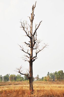 vahşi doğada hiçbir kuru ağaç yaprak