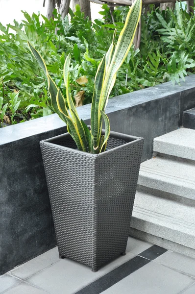 Planta verde em vaso de flores de Rattan — Fotografia de Stock