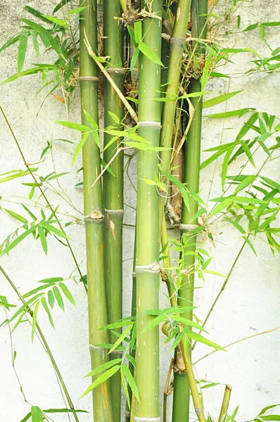Zielony bambusowe drzewa — Zdjęcie stockowe