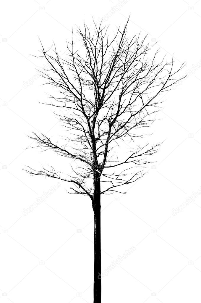 Dry tree silhouette