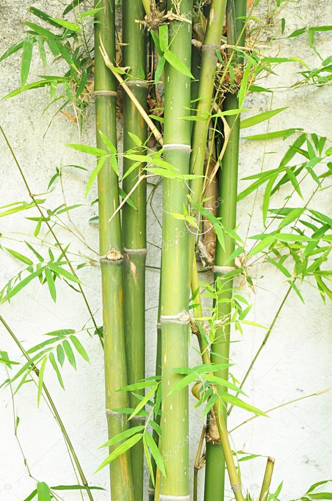 Green Bamboo trees