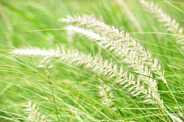 tarlada beyaz çeşme çimen çiçekler