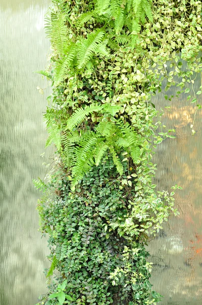 Green vertical garden on the post — Stock Photo, Image