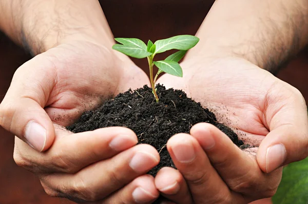 Hände halten grüne junge Pflanze mit Erde — Stockfoto