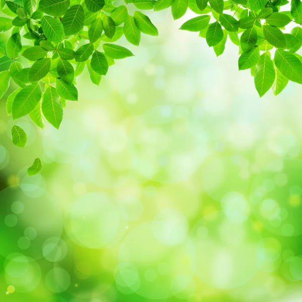 Grüne natürliche abstrakte Hintergrund — Stockfoto