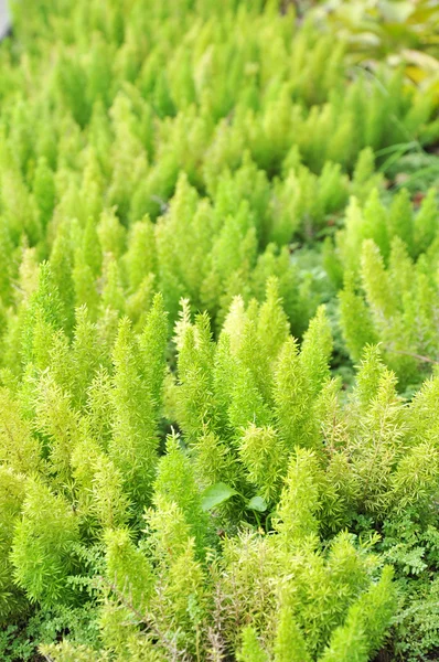 Green foxtail fern — Stock Photo, Image