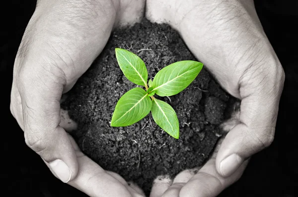 Planta jovem verde nas palmas das mãos — Fotografia de Stock
