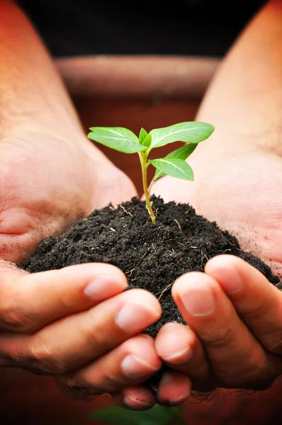 Planta joven verde en las palmas — Foto de Stock