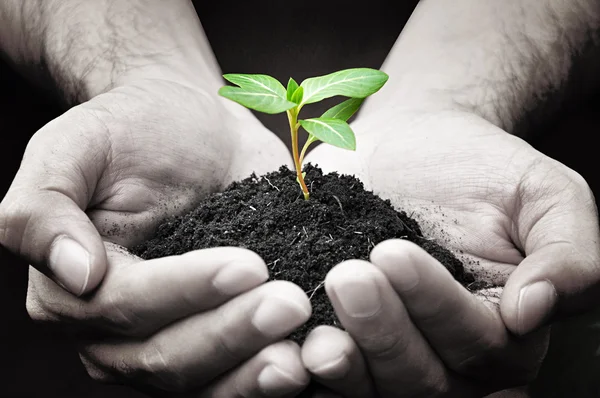 Jeune plante verte dans les palmiers — Photo