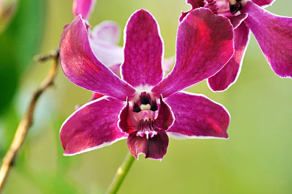 Purple orchid flowers — Stock Photo, Image