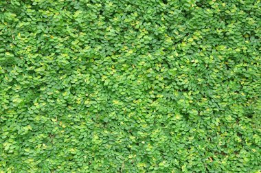 Yeşil sarmaşık duvar