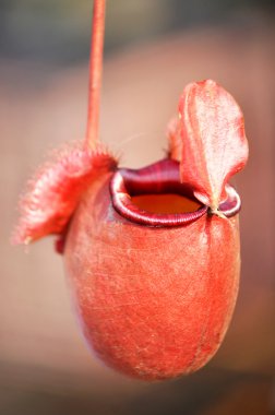 sürahi veya maymun Kupası tropikal bitki