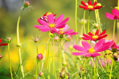 Red and pink Cosmos flowers clipart
