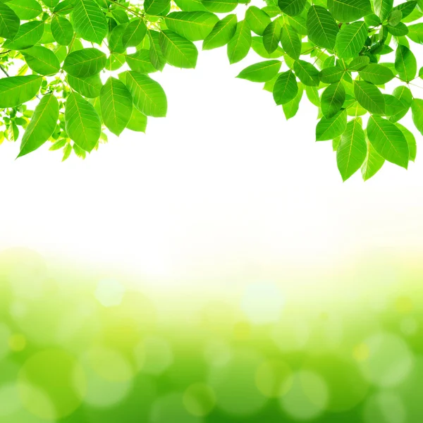 녹색 잎 추상적 인 배경 — 스톡 사진