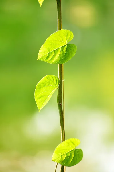 Feuilles vertes de la plante grimpante — Photo