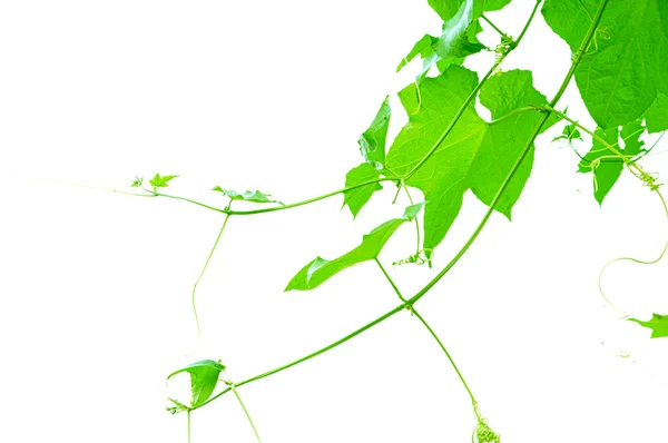 Beyaz zemin üzerine yeşil sarmaşık bitki — Stok fotoğraf