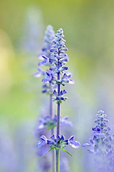 Piękne fioletowe kwiaty tropikalne - angelonia goyazensis benth — Zdjęcie stockowe