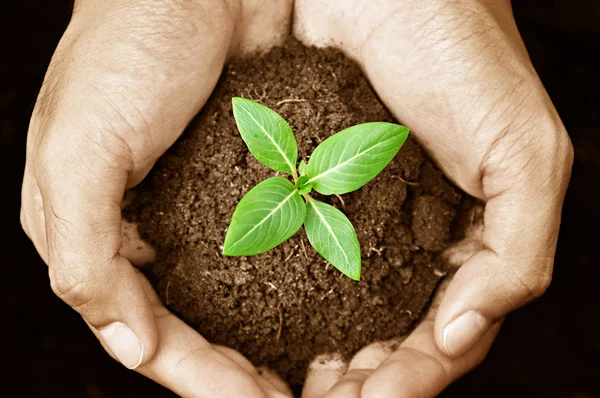 Mão segurando planta jovem — Fotografia de Stock