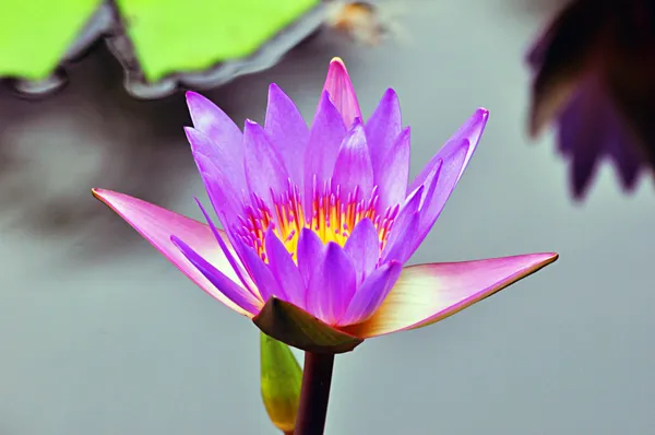 美しい蓮の花 — ストック写真