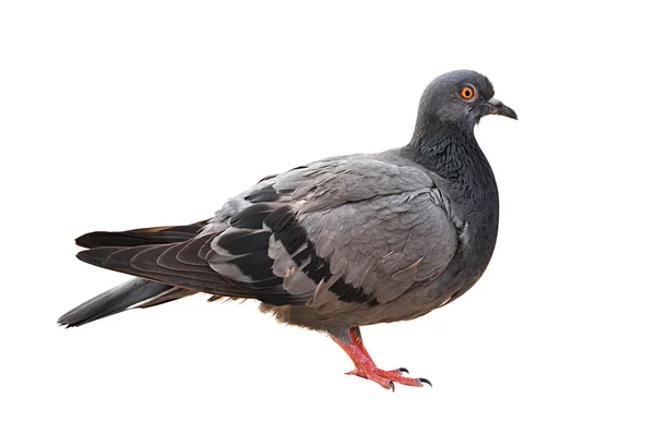 Pigeon — Photo