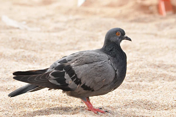 Pigeon — Photo