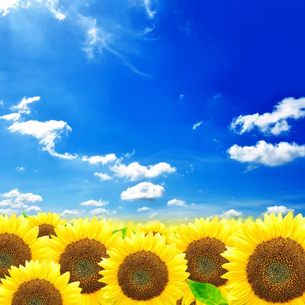 Sonnenblumen auf blauem Himmel Hintergrund — Stockfoto