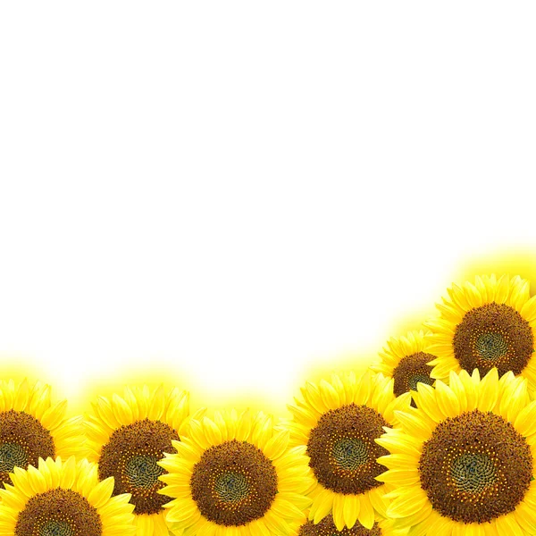 Sonnenblumen - Randgestaltung — Stockfoto