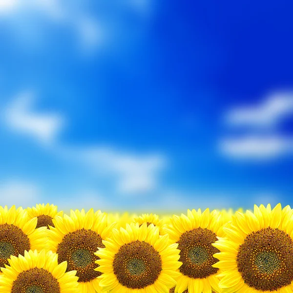 Sonnenblumen — Stockfoto