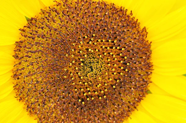 Słonecznik pyłek — Zdjęcie stockowe