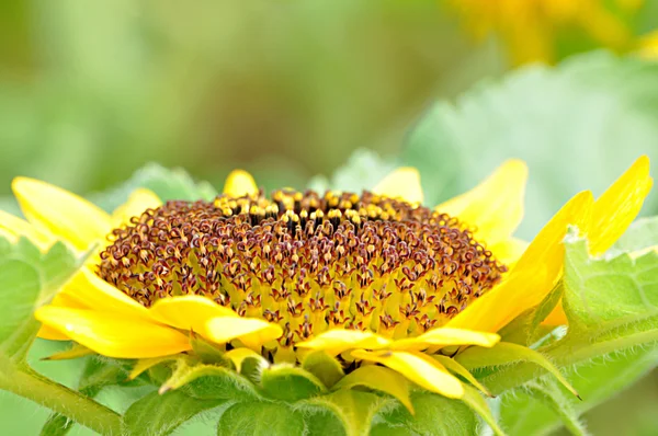 Girasol — Foto de Stock