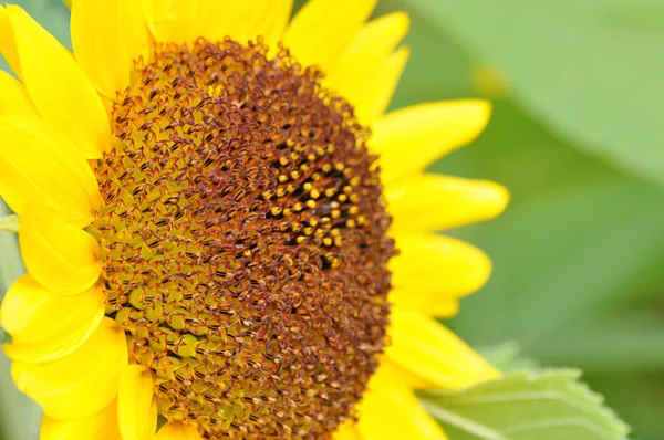 Girasol — Foto de Stock